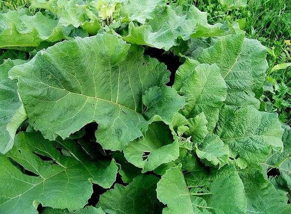 Burdock leaves - folk remedy for treating varicose veins
