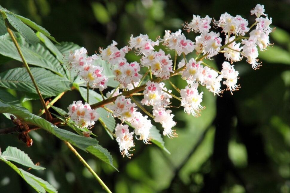 Chestnut Flowers Fight Varicose Veins at Home