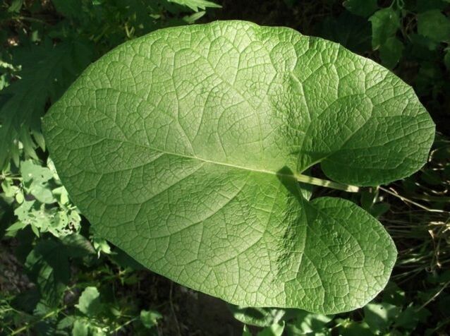 Burdock leaves for varicose veins